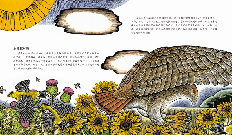 插图